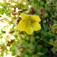 Potentilla eriocarpa